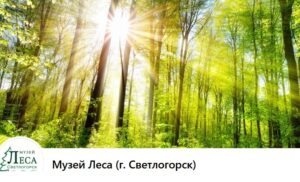 Музеи Светлогорска