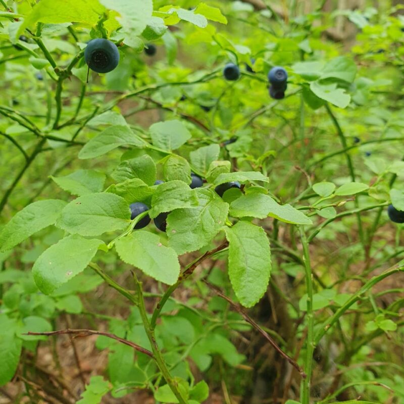 IMG-20240317-WA0347